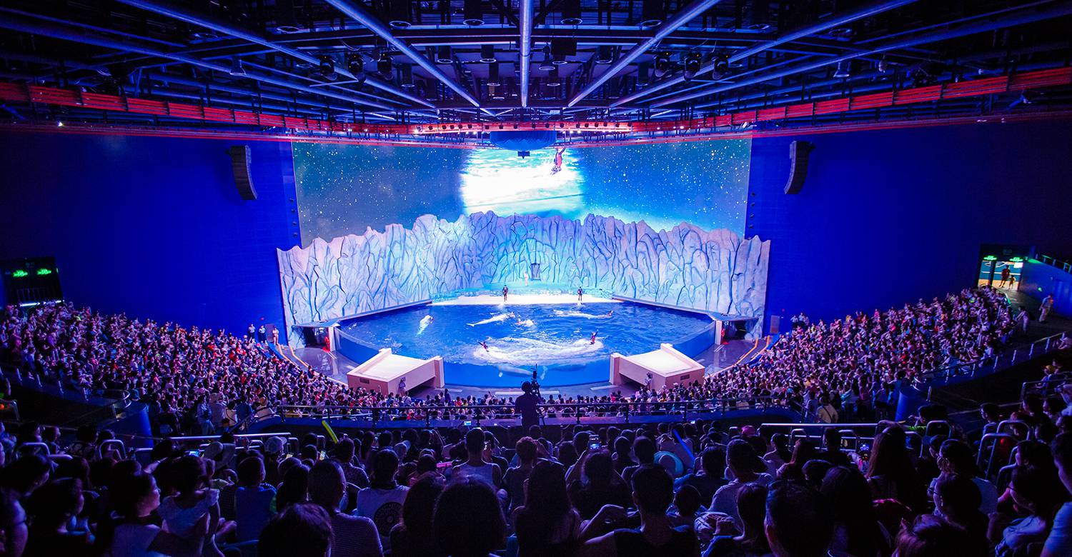 Beluga Theatre: Where Arctic Elegance Meets Conservation Storytelling