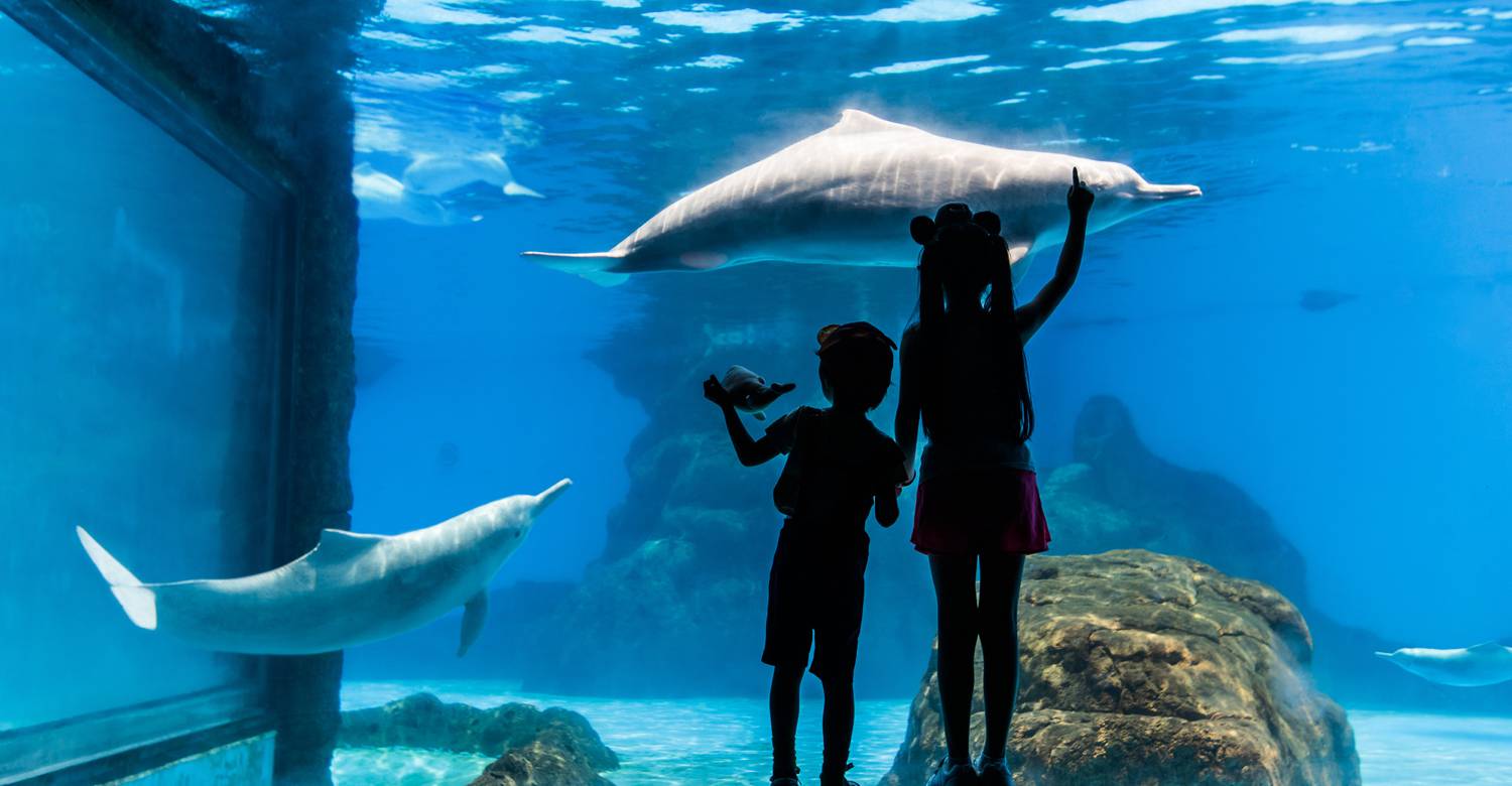 The Chinese White Dolphin Sanctuary: Guardians of the Pearl River Estuary