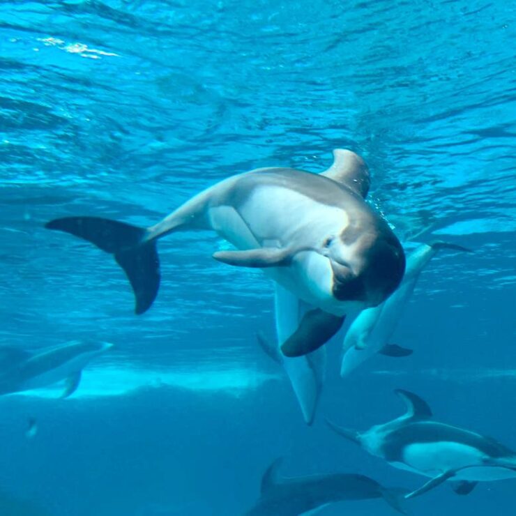 Dolphin Island: A Haven of Harmony and Wonder