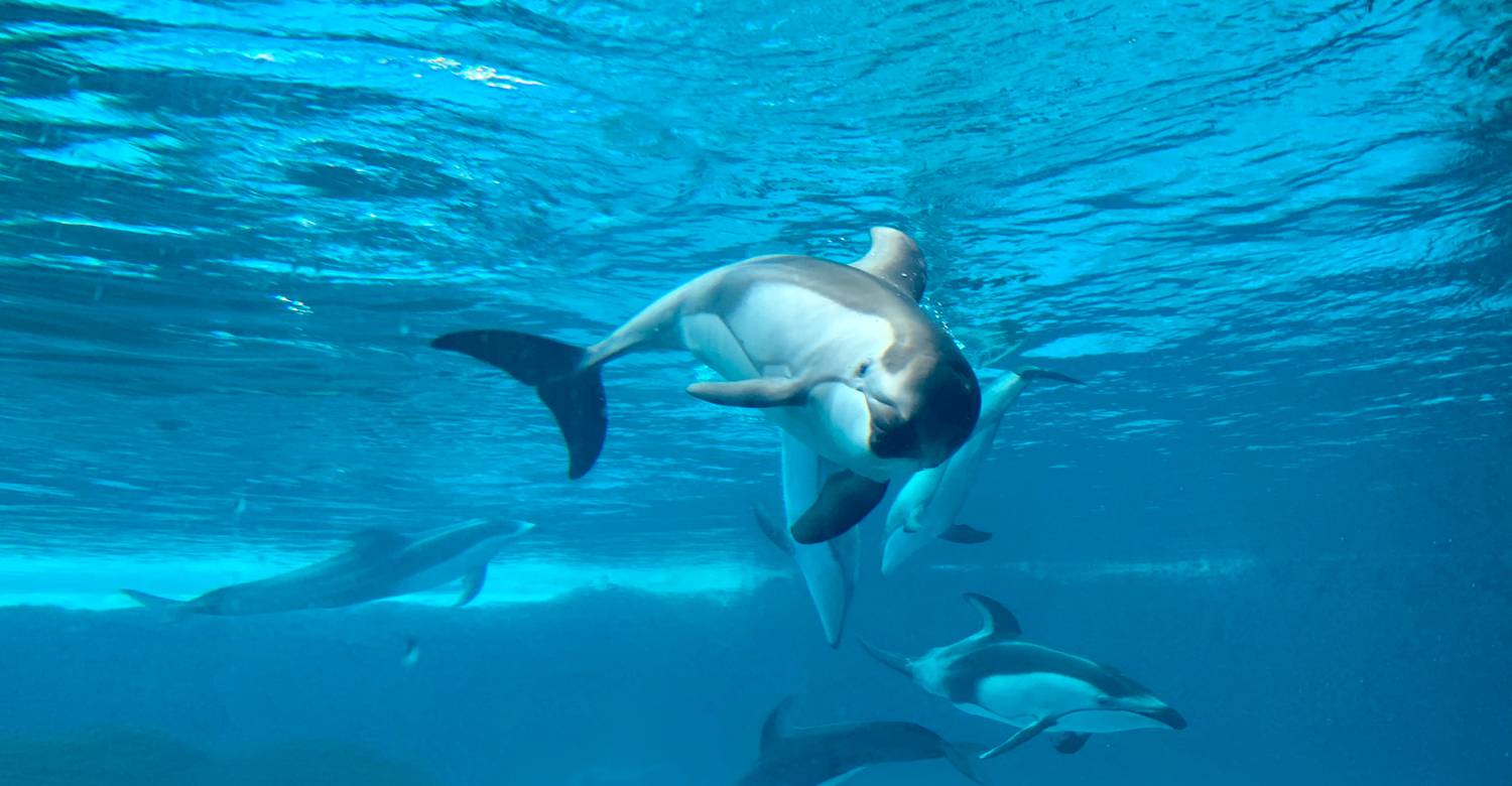 Dolphin Island: A Haven of Harmony and Wonder