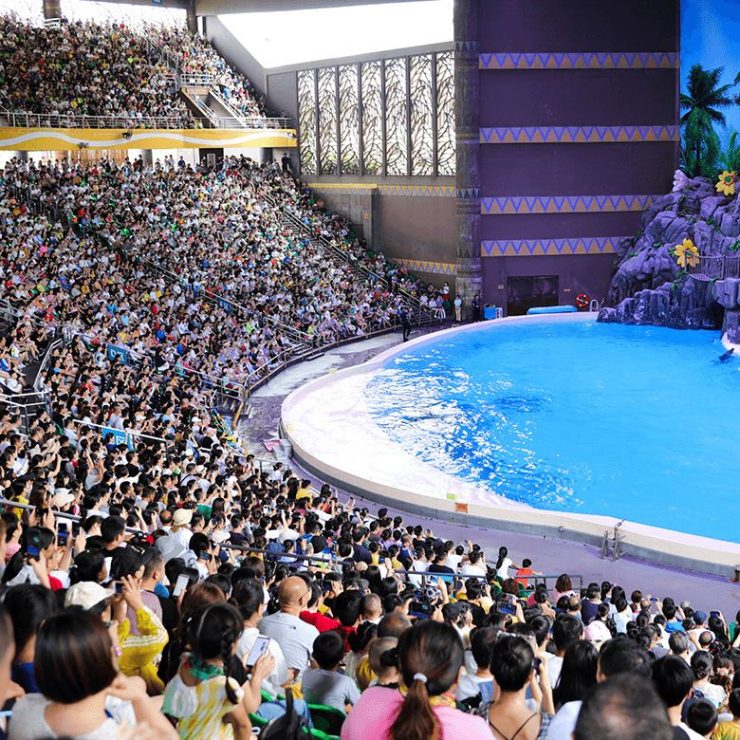 Dolphin Theater: Where Grace Meets Harmony