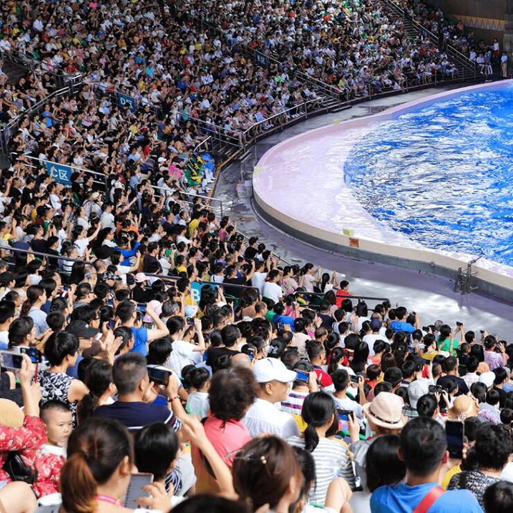 Dolphin Theatre: Where Marine Intelligence Meets Spectacular Artistry