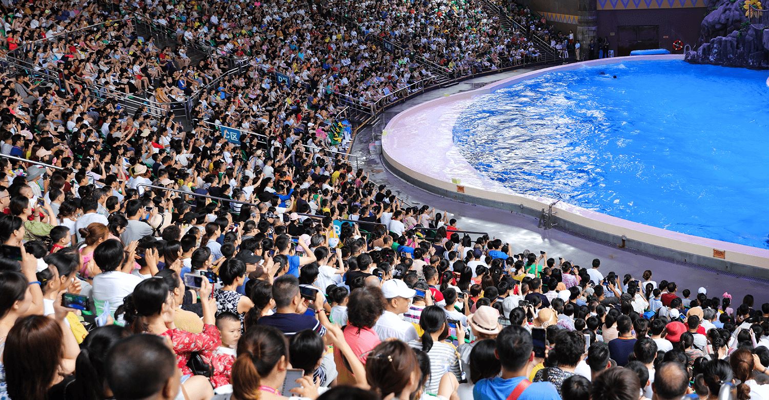 Dolphin Theatre: Where Marine Intelligence Meets Spectacular Artistry