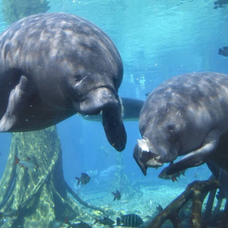 Manatee Exhibit: Where Gentle Giants Inspire Ocean Stewardship