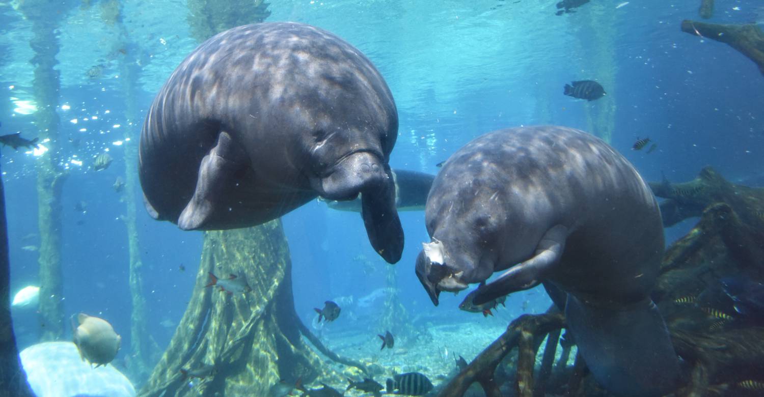 Manatee Exhibit: Where Gentle Giants Inspire Ocean Stewardship
