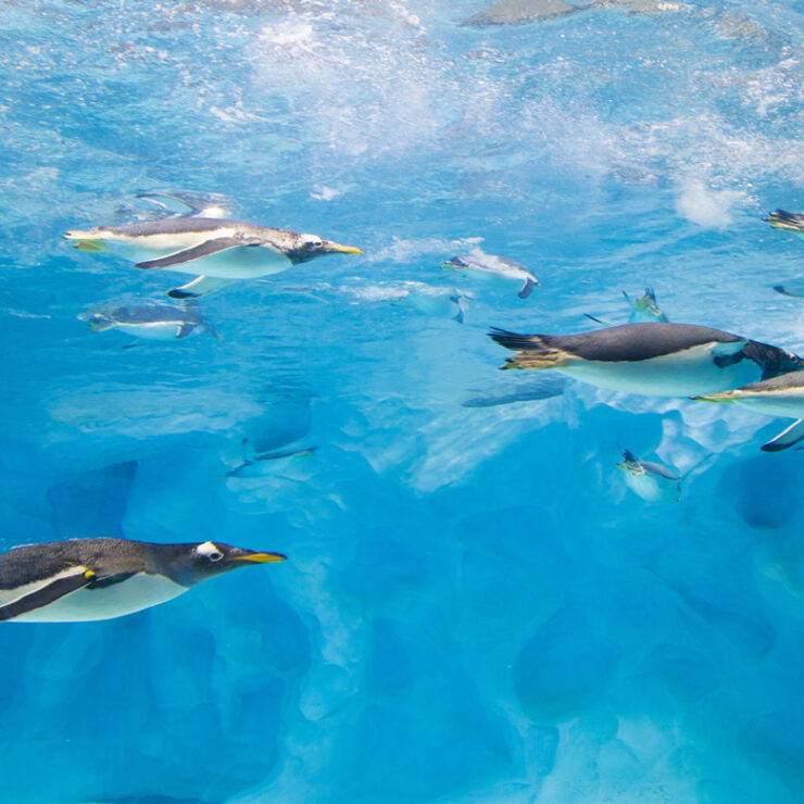 Ocean Beauty Restaurant: Where Culinary Art Meets the Deep Blue