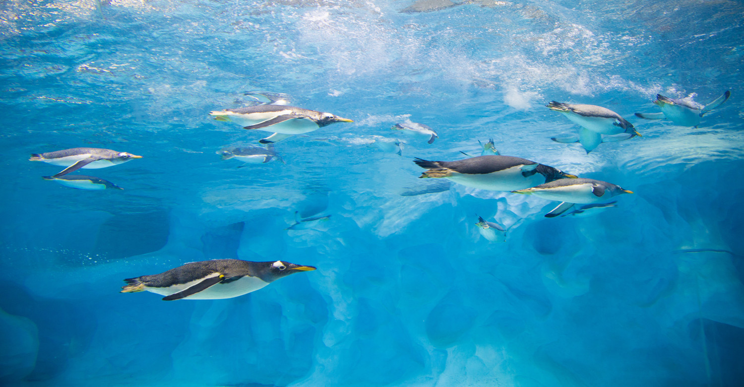 Ocean Beauty Restaurant: Where Culinary Art Meets the Deep Blue