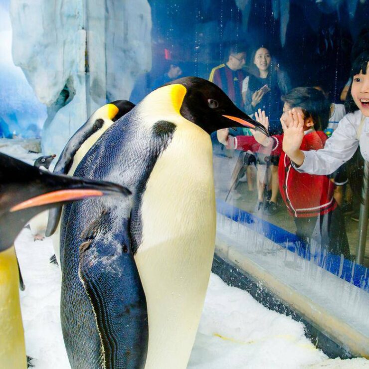 Penguin Exhibit: Where Antarctic Wonders Inspire Conservation Guardianship