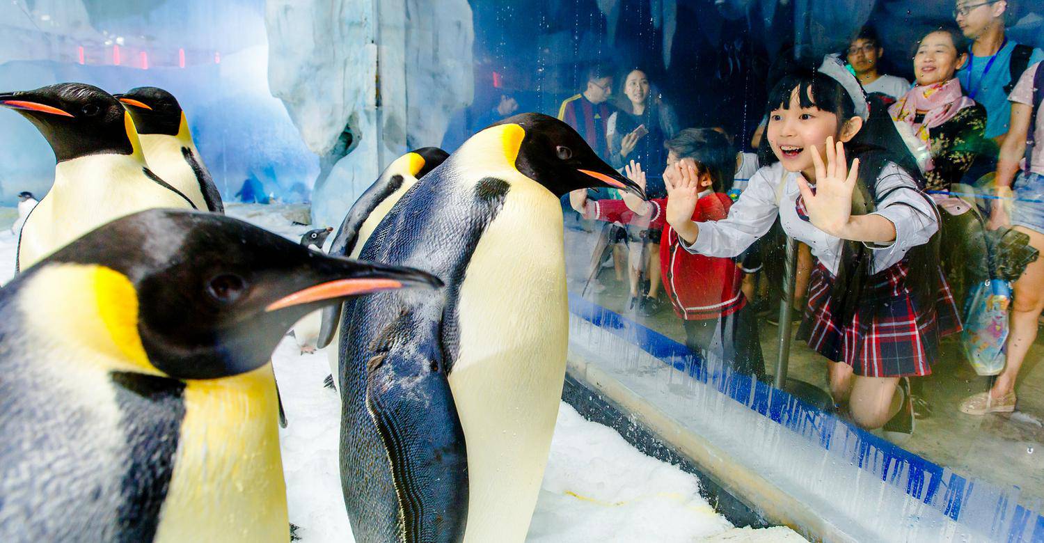 Penguin Exhibit: Where Antarctic Wonders Inspire Conservation Guardianship