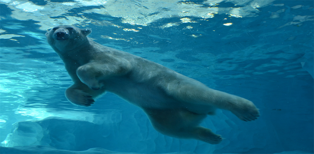 Polar Bear Exhibit: Where Arctic Majesty Inspires Conservation Guardianship