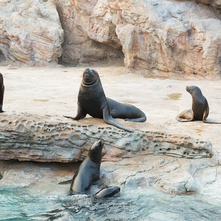 Sealion Bay: Where Arctic Playfulness Meets Conservation Stewardship
