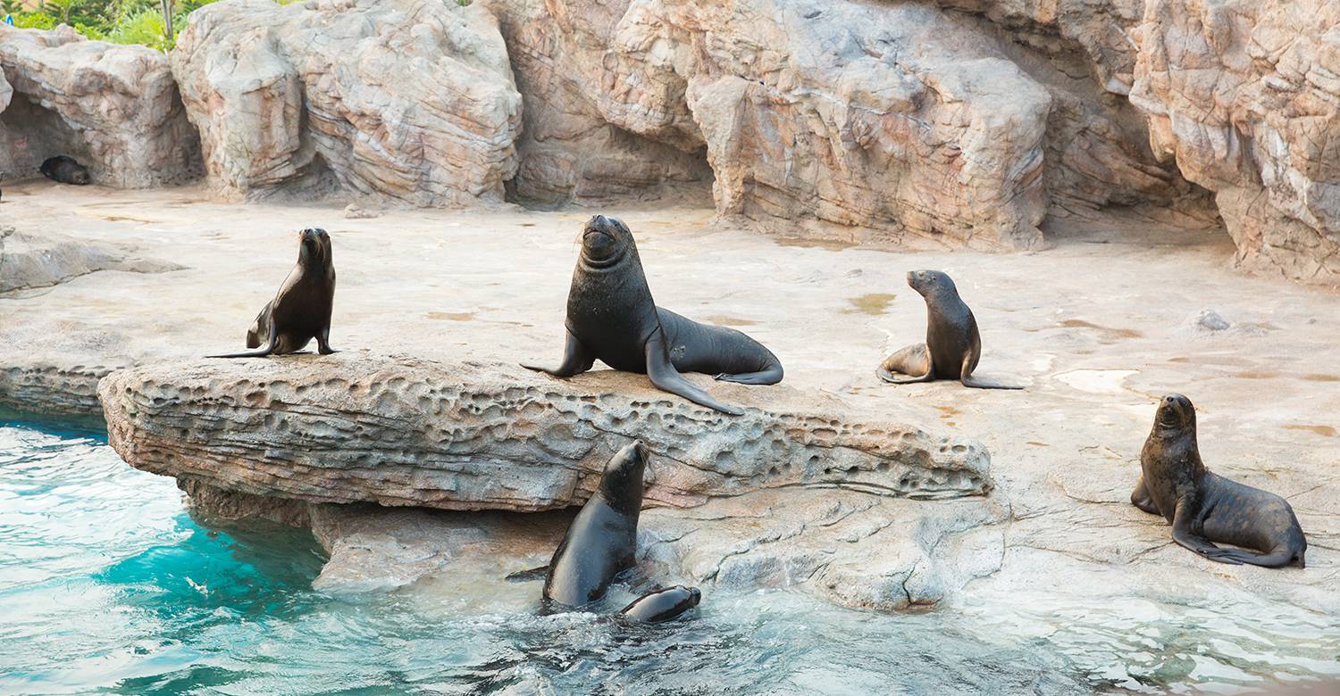 Sealion Bay: Where Arctic Playfulness Meets Conservation Stewardship