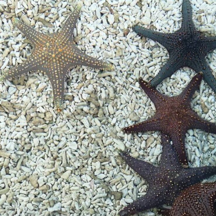 Stingray Encounter: Where Gentle Glides Inspire Ocean Stewardship