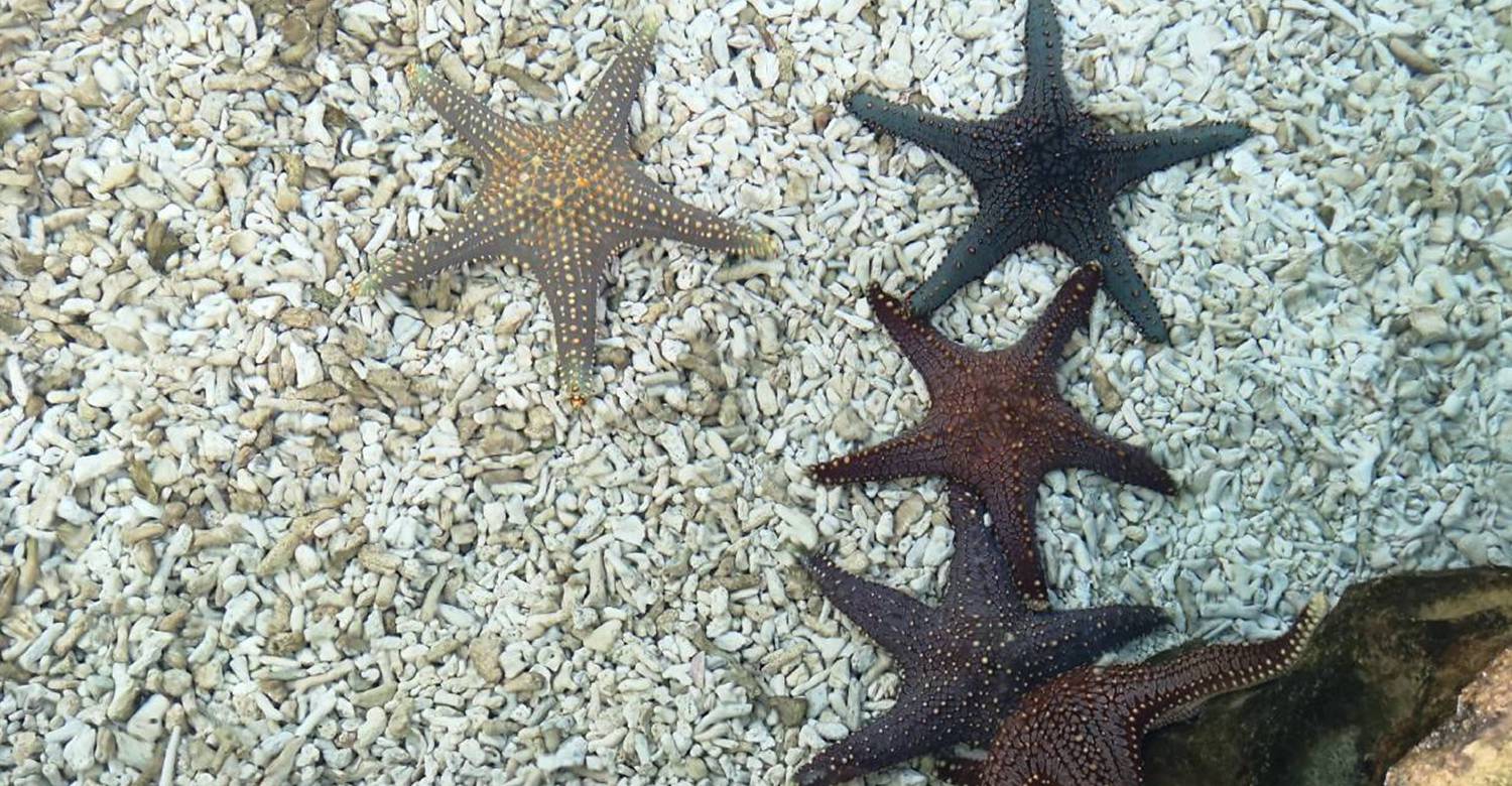 Stingray Encounter: Where Gentle Glides Inspire Ocean Stewardship