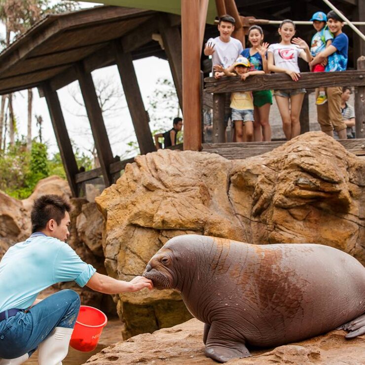 Walrus Island: Where Arctic Guardians Inspire Oceanic Stewardship