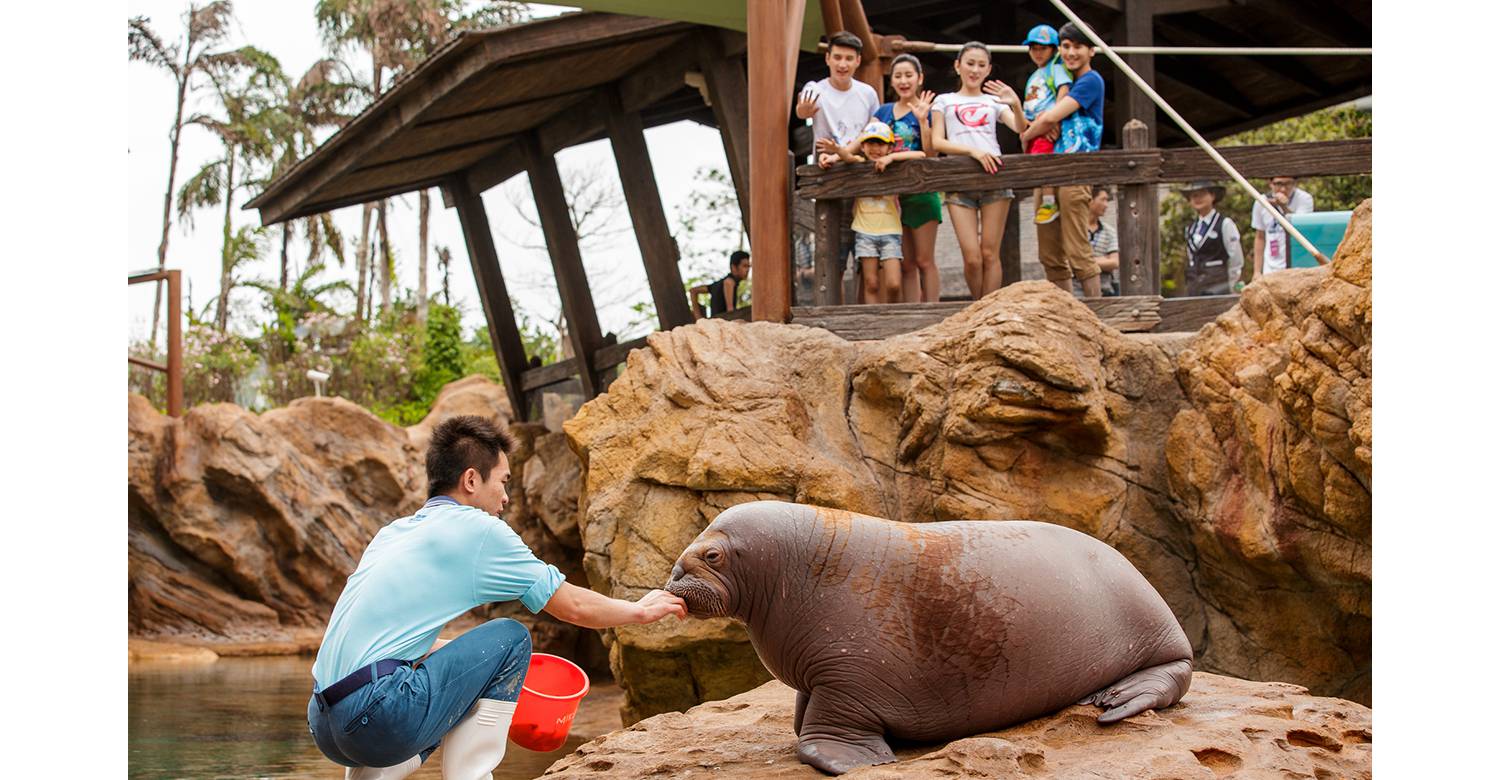 Walrus Island: Where Arctic Guardians Inspire Oceanic Stewardship