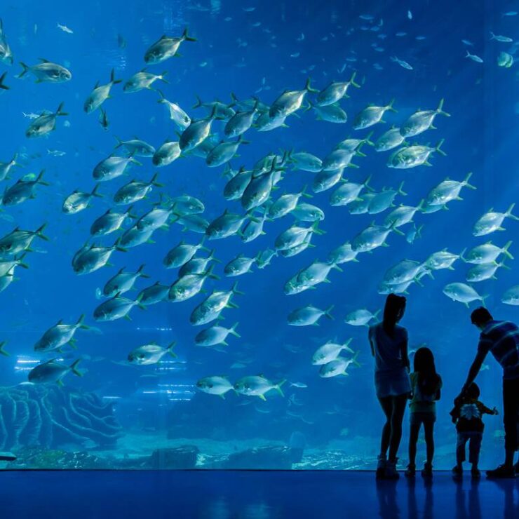 Whale Shark Aquarium: Where the Ocean’s Gentle Giants Inspire Conservation Awe