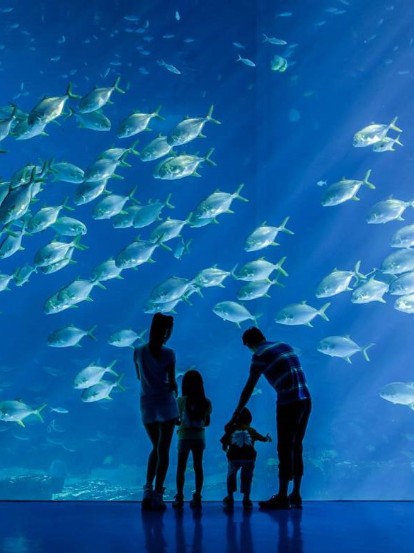 Whale Shark Aquarium 2