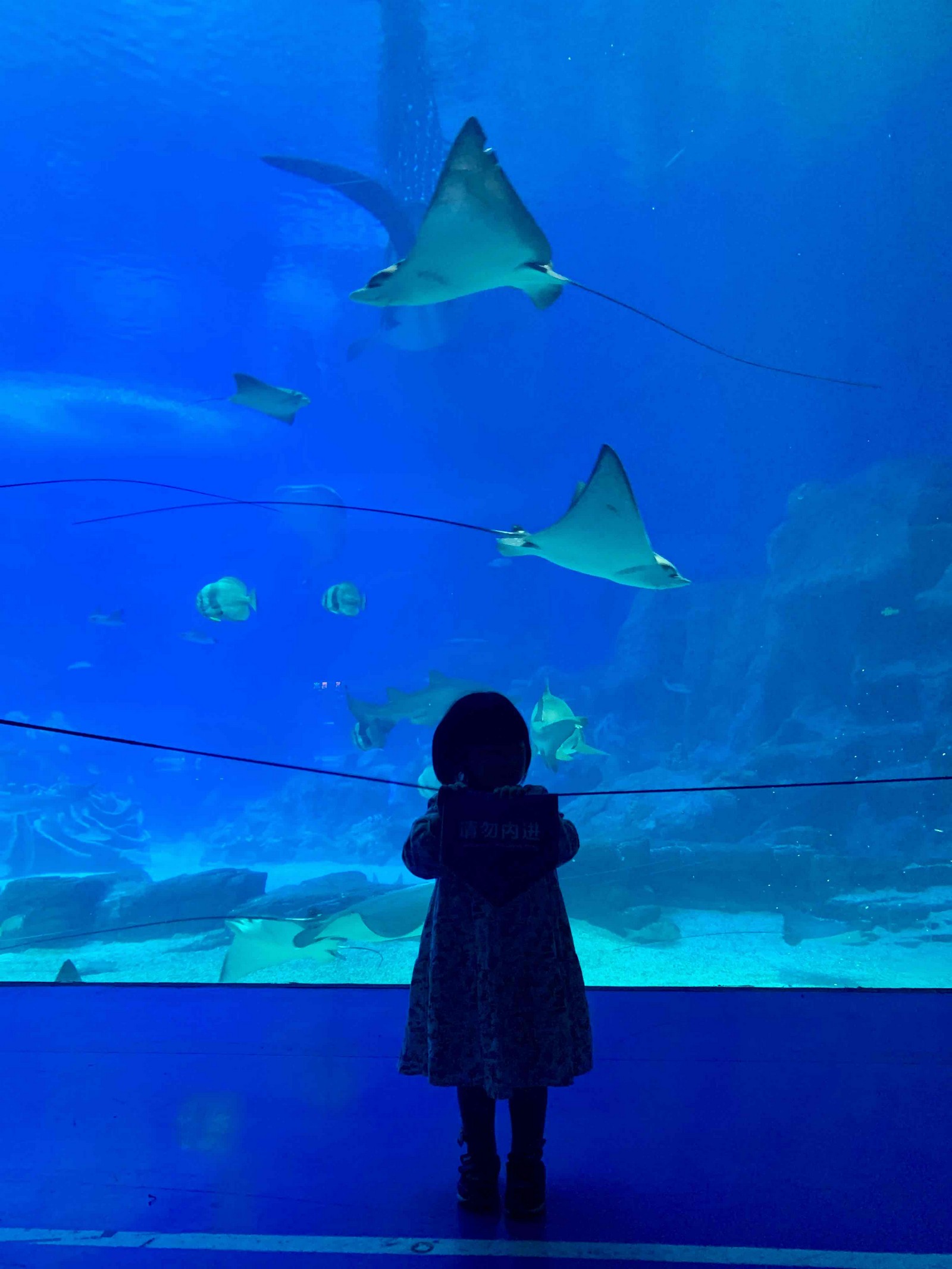 Zhuhai Chimelong Ocean Kingdom (28)